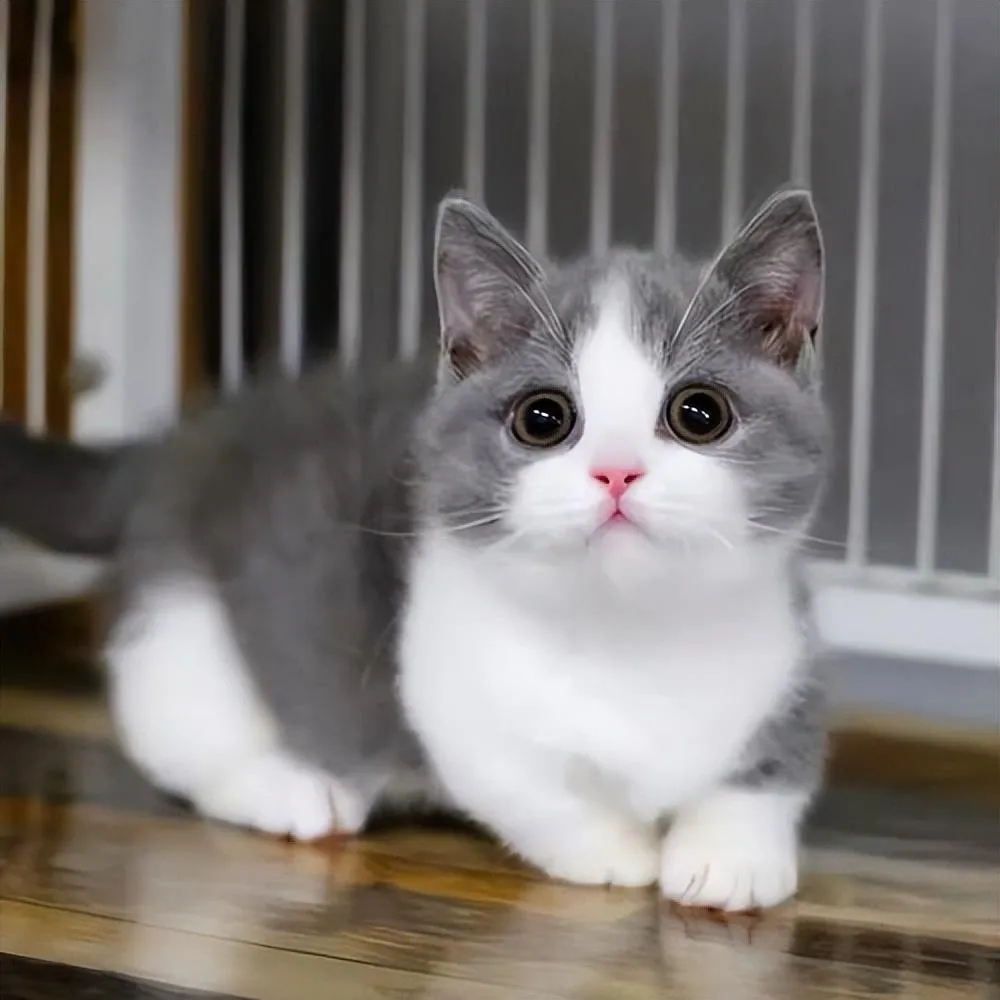 你晓得猫分哪几种吗？