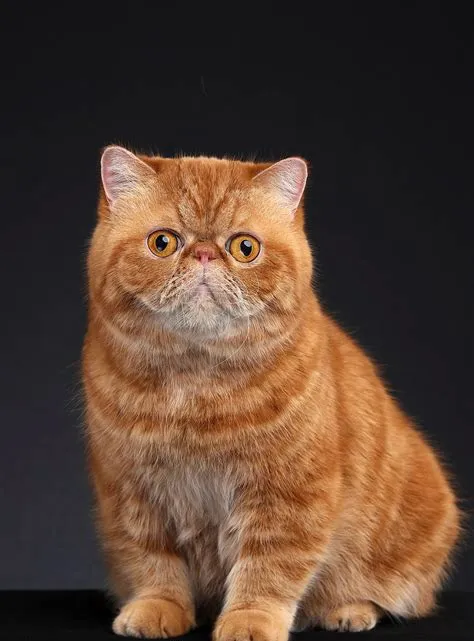 你晓得猫分哪几种吗？