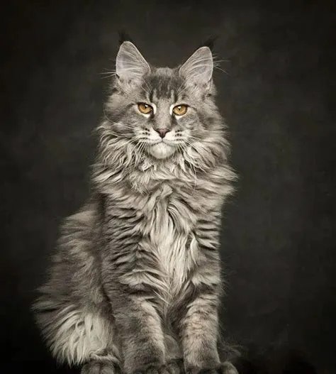 你晓得猫分哪几种吗？