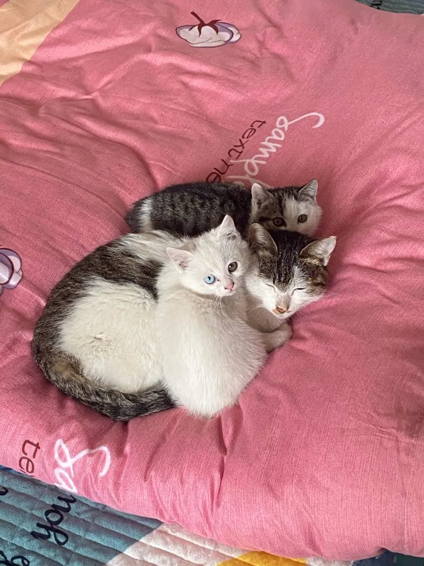 你晓得猫分哪几种吗？