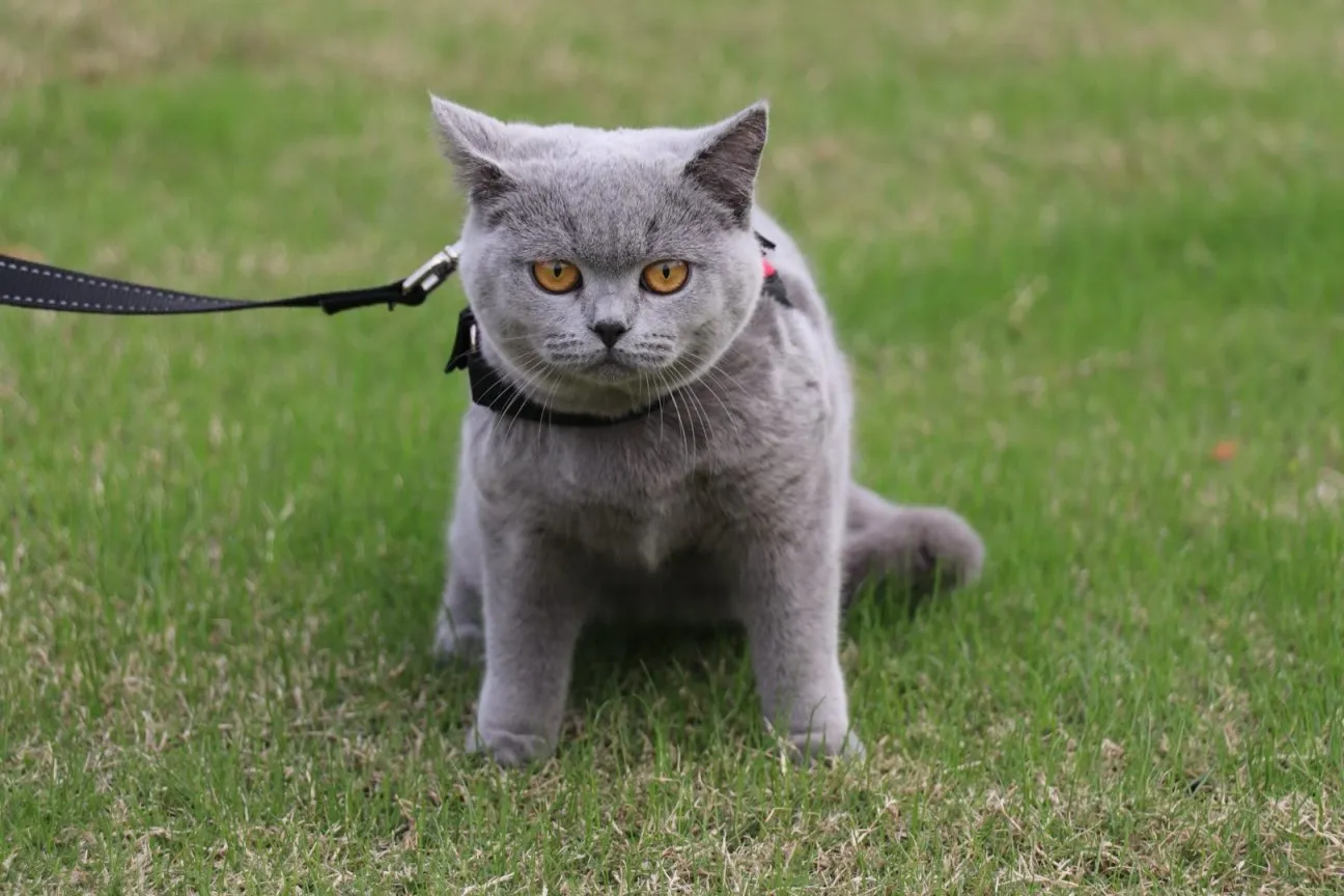 你晓得猫分哪几种吗？