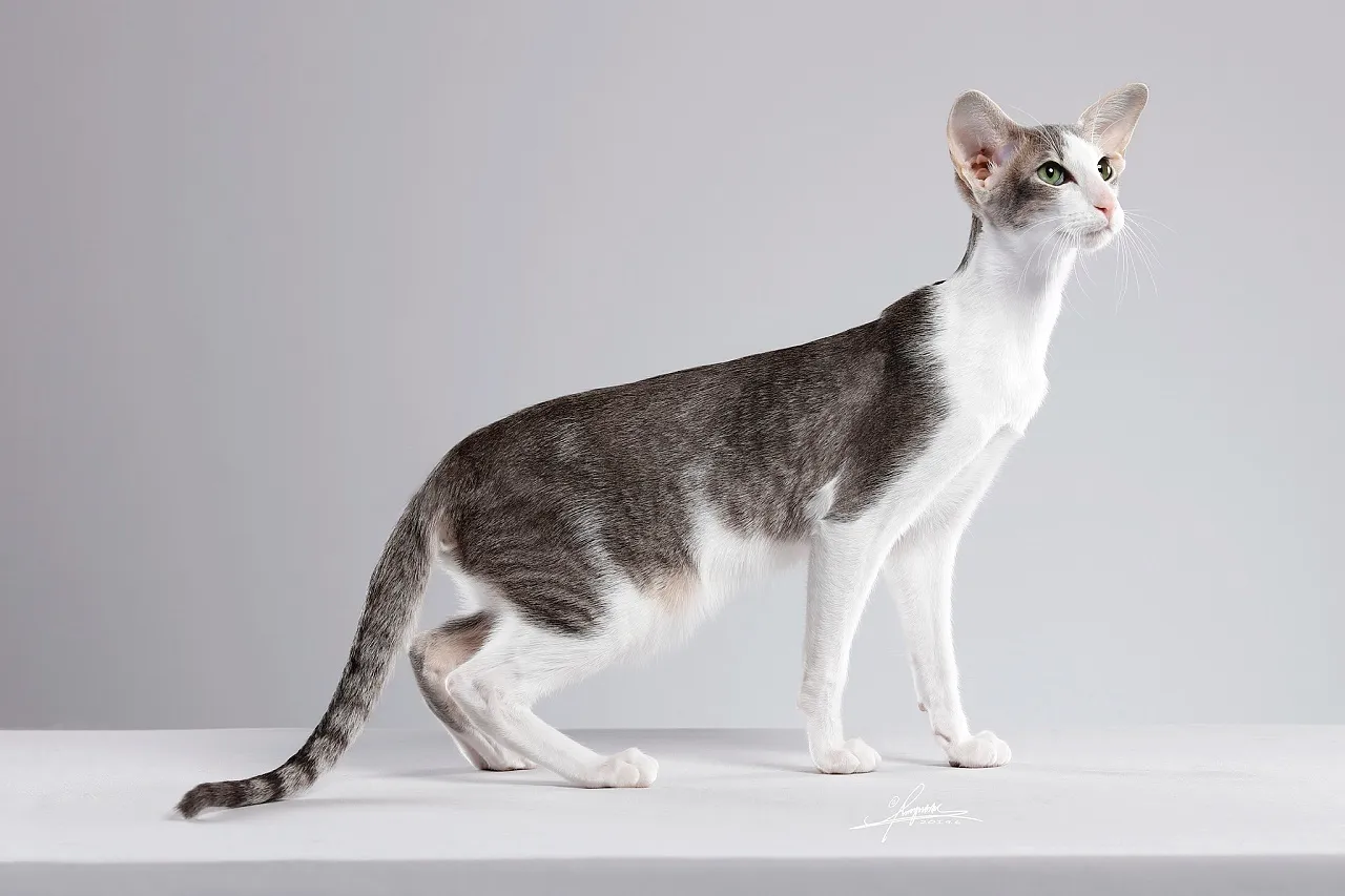 你晓得猫分哪几种吗？