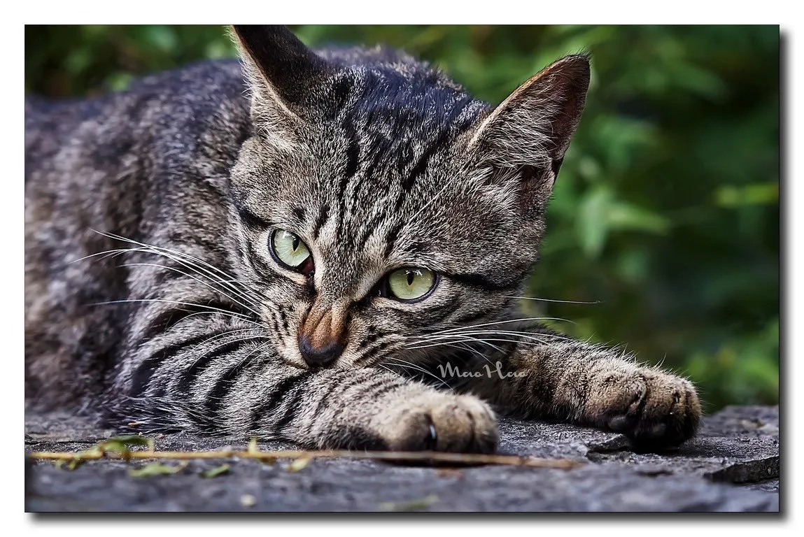 你晓得猫分哪几种吗？