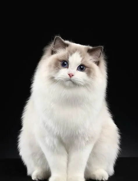 你晓得猫分哪几种吗？