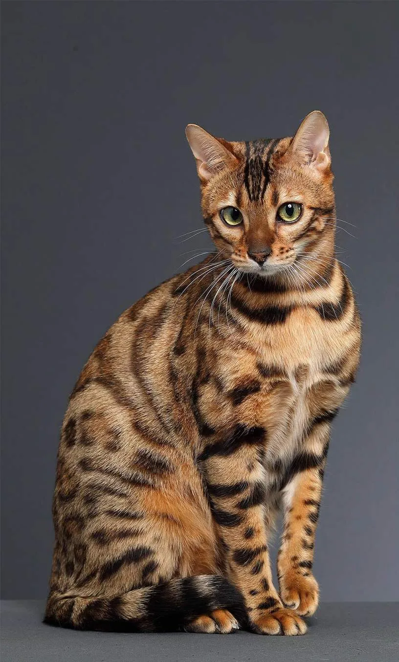 你晓得猫分哪几种吗？