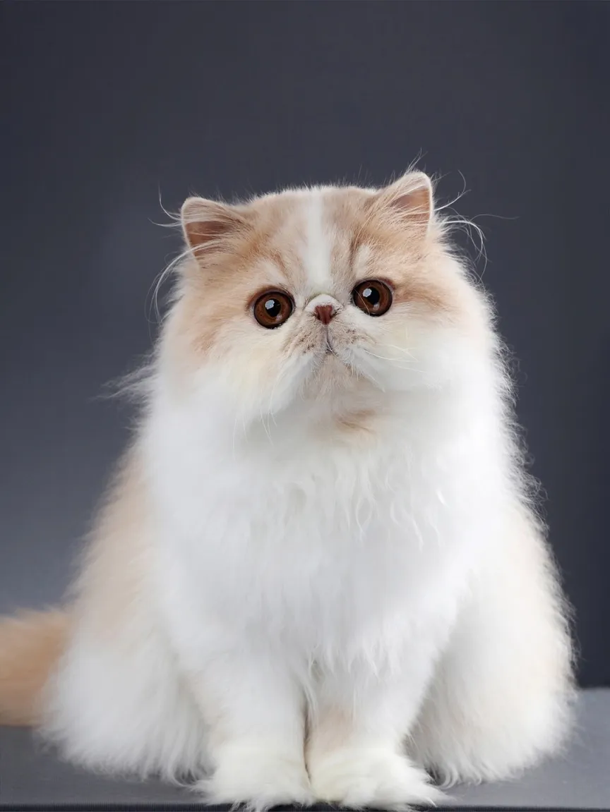 你晓得猫分哪几种吗？