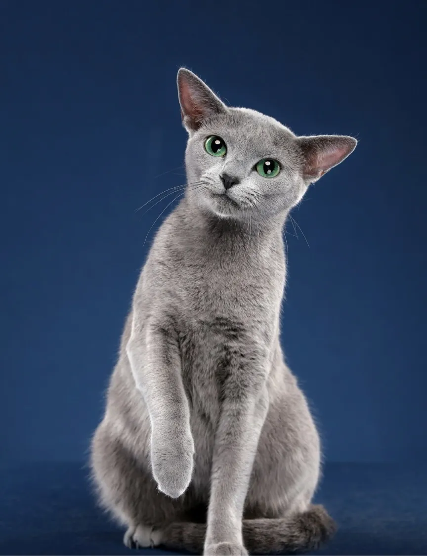 你晓得猫分哪几种吗？