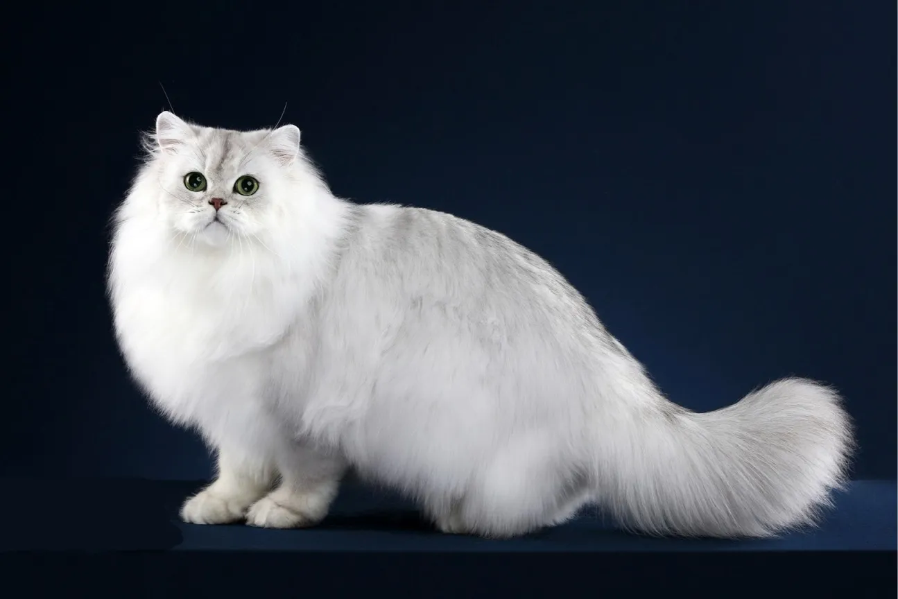你晓得猫分哪几种吗？