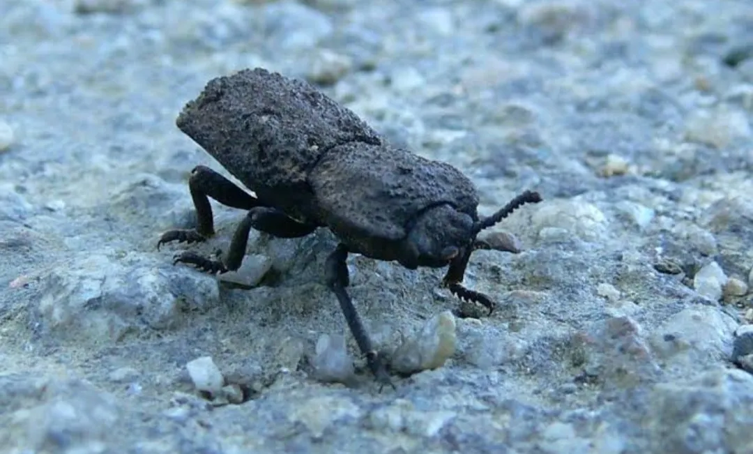 [奇怪生物日志242]汽车也压不扁的抗压虫王