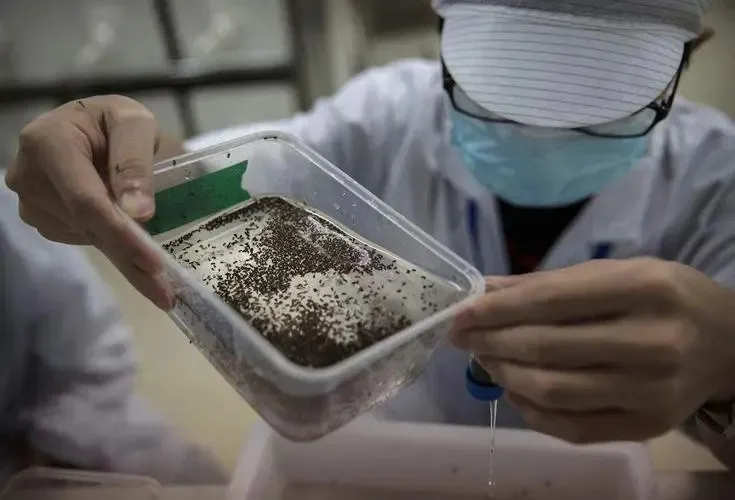 阿根廷团队利用核技术绝育蚊子，有望改变蚊虫控制自然规则