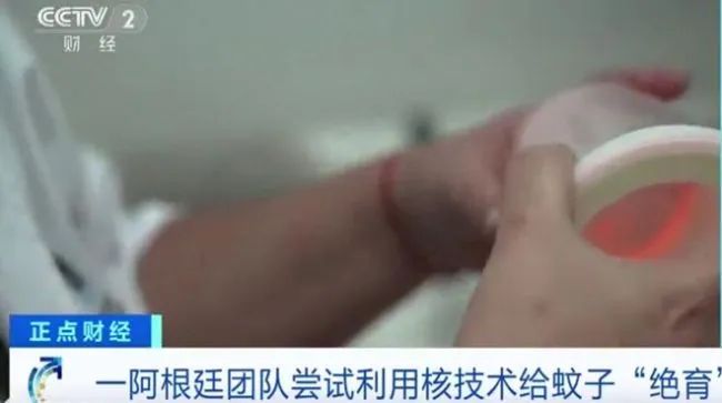 阿根廷团队利用核技术绝育蚊子，有望改变蚊虫控制自然规则