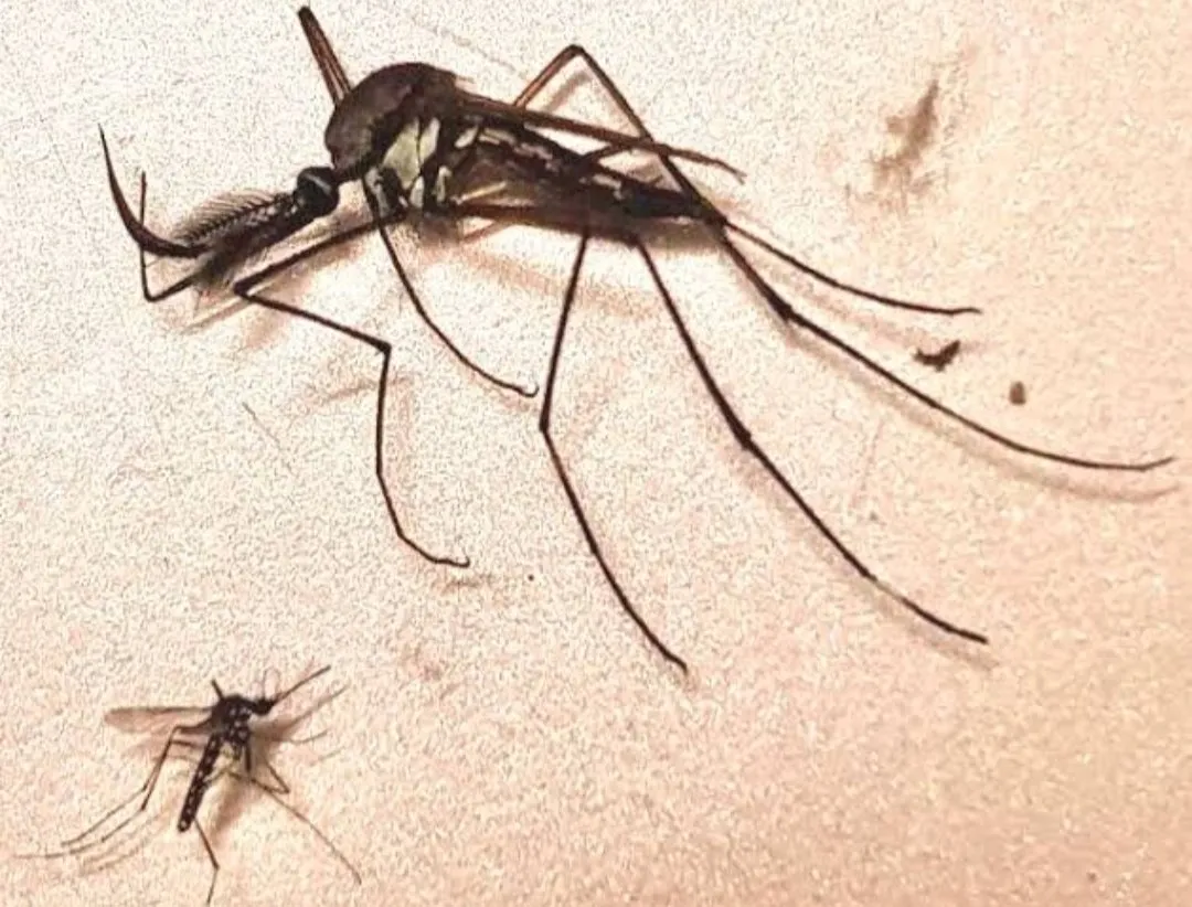 [奇怪生物日志243]当个好蚊子才不会被人讨厌捏