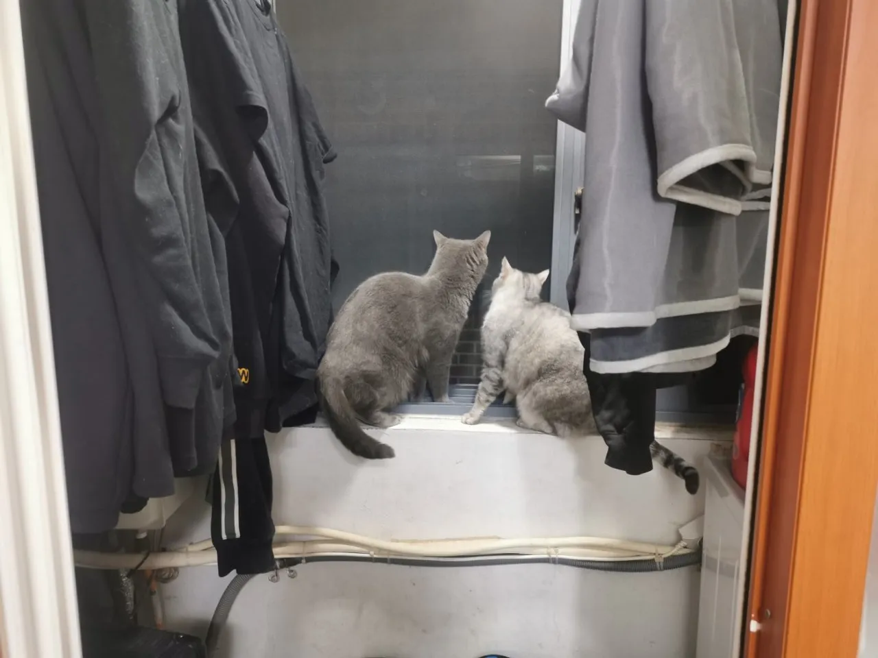 春节过节之我在首尔喂猫