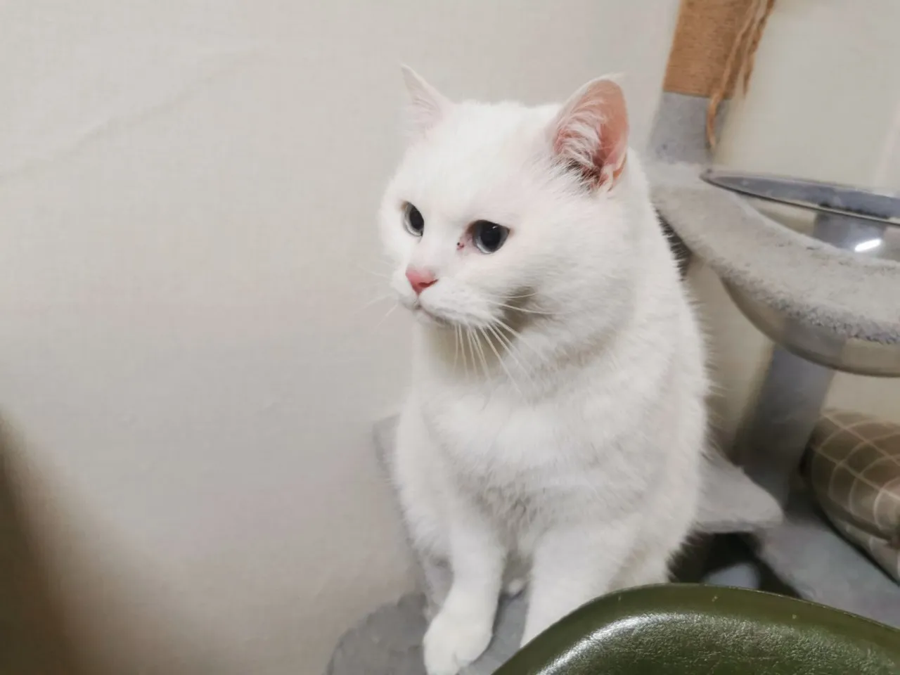 春节过节之我在首尔喂猫