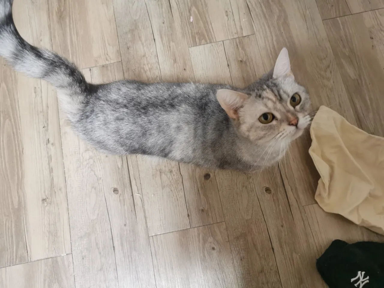 春节过节之我在首尔喂猫