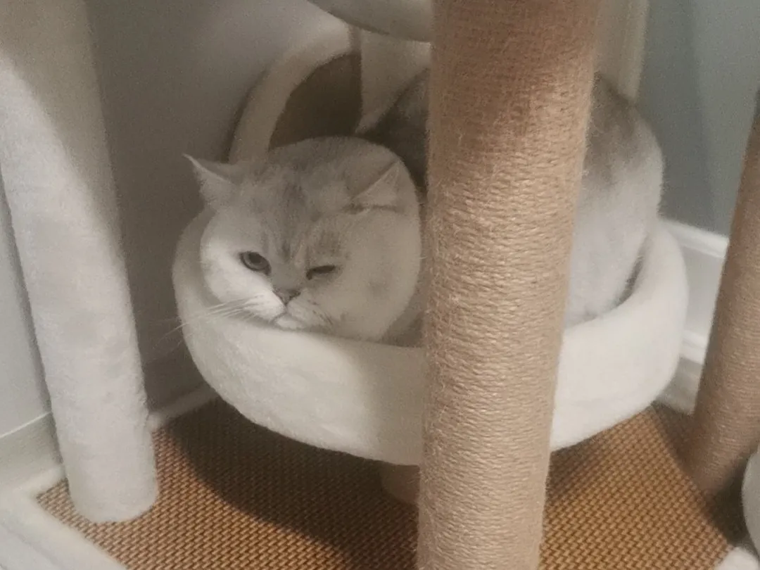 春节过节之我在首尔喂猫