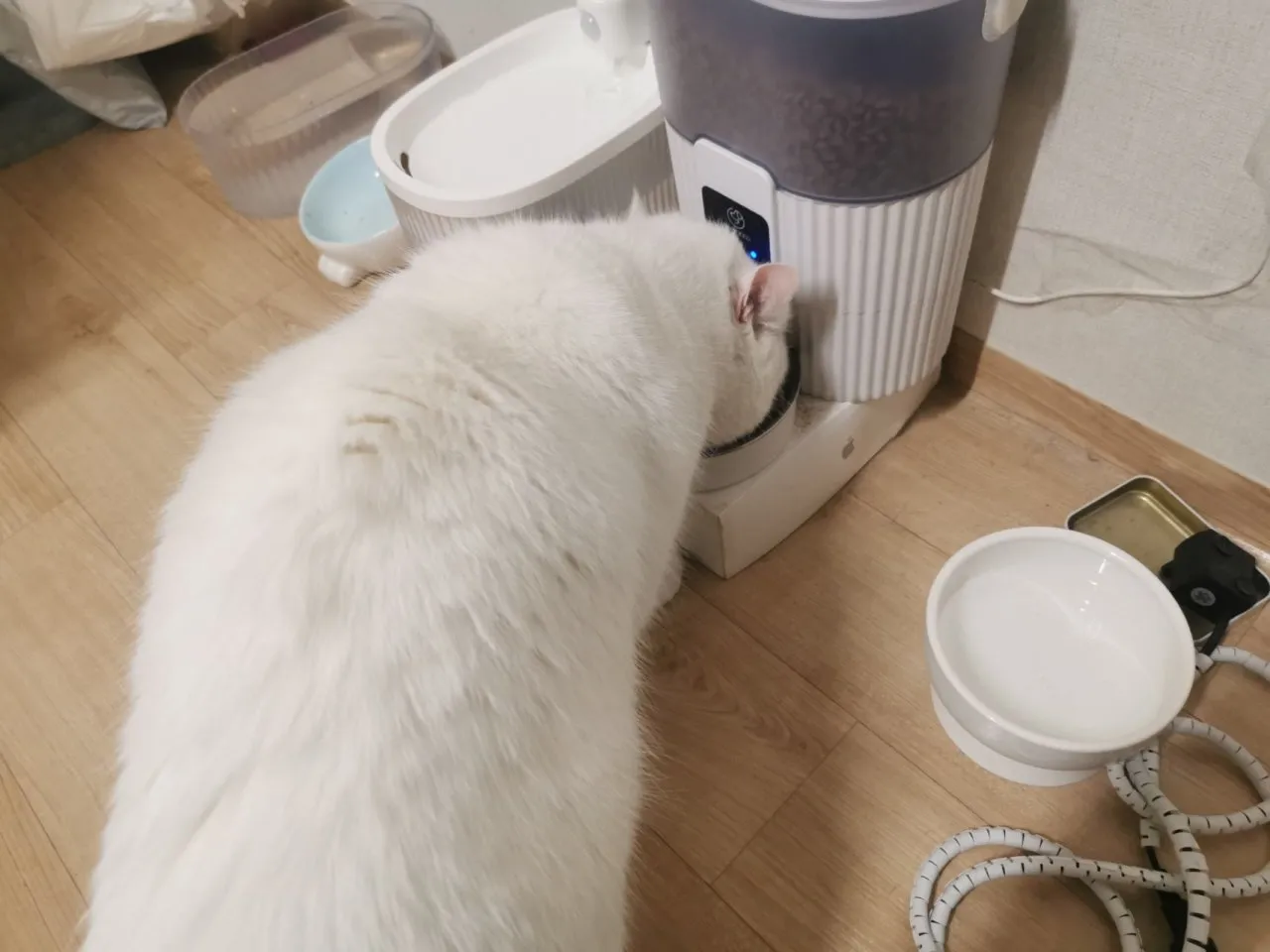 春节过节之我在首尔喂猫