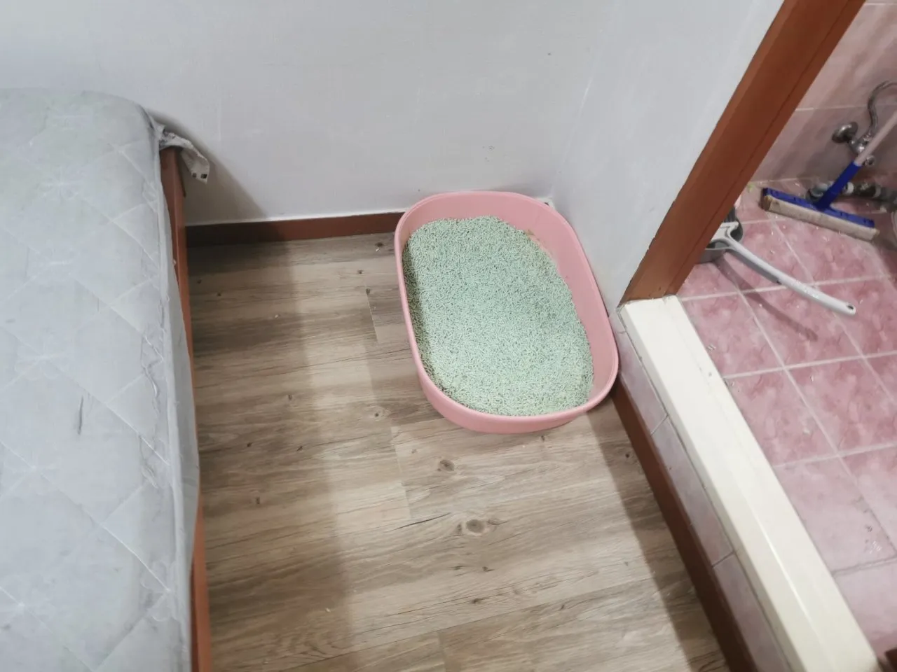 春节过节之我在首尔喂猫