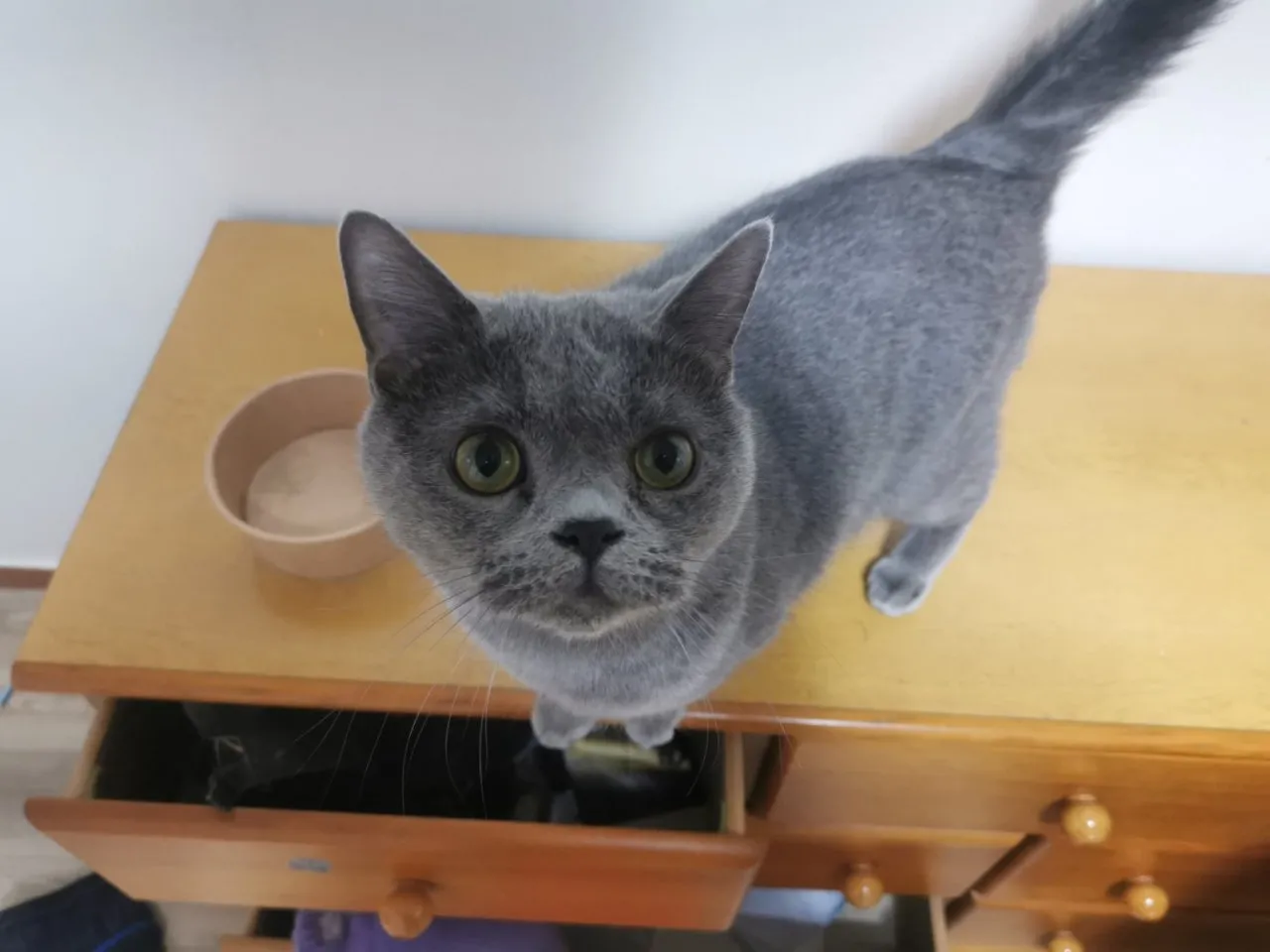 春节过节之我在首尔喂猫