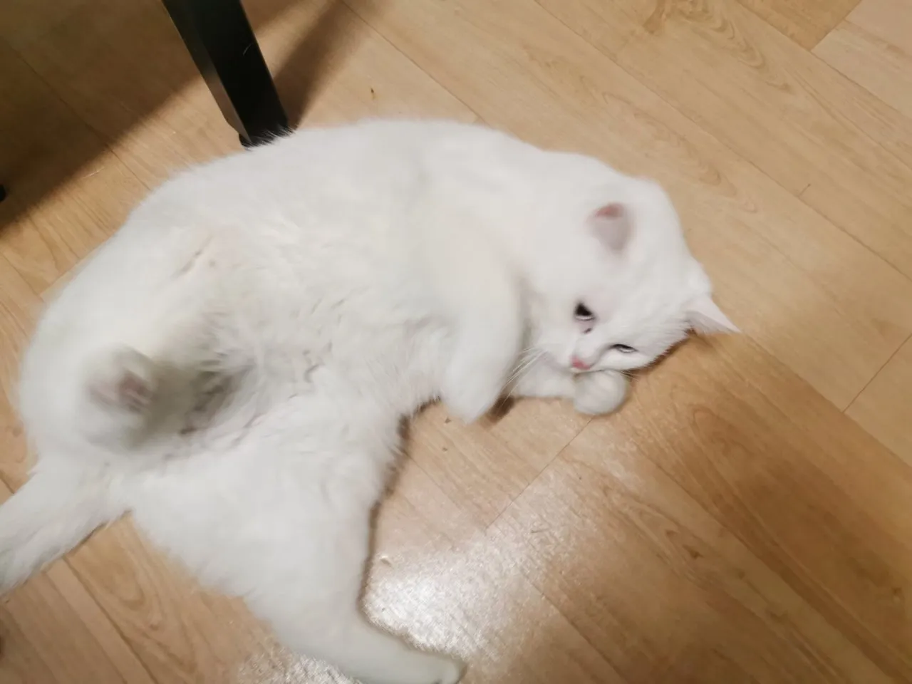春节过节之我在首尔喂猫