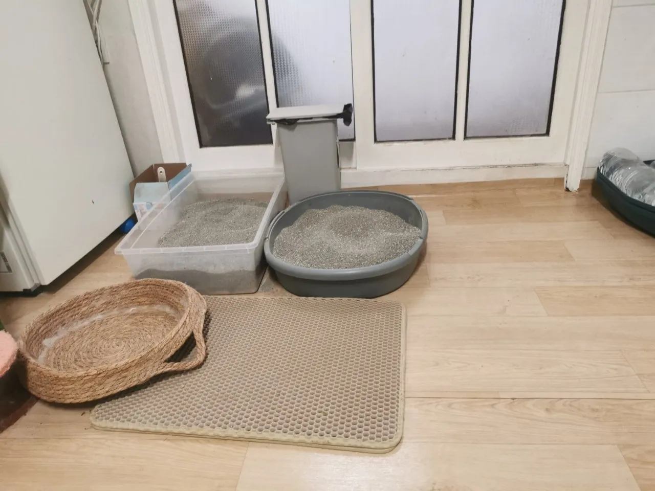 春节过节之我在首尔喂猫