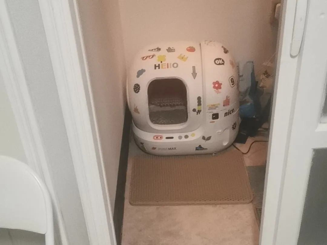 春节过节之我在首尔喂猫