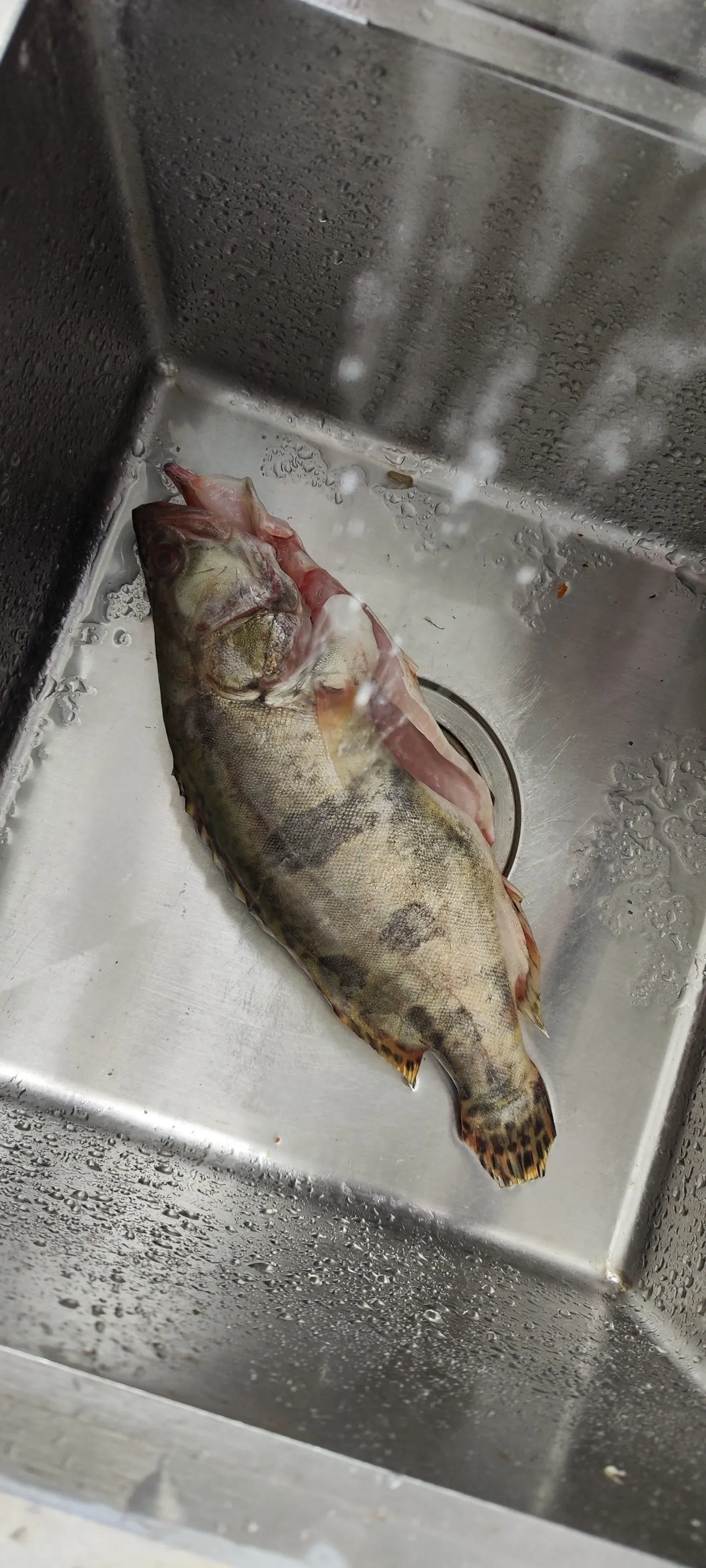 松鼠撅鱼，有兴趣吗？