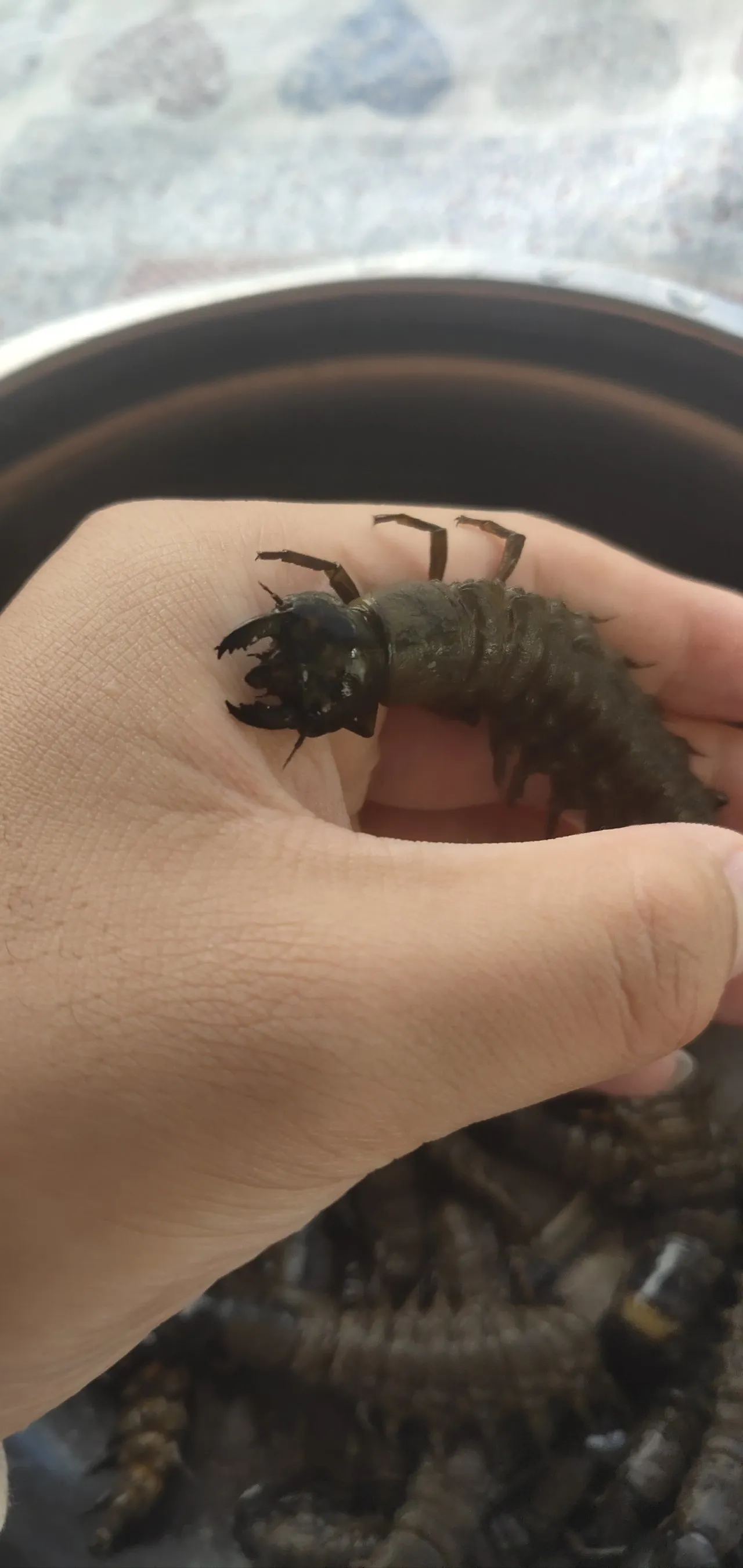 【兔子百科与厨房】之水质检测器巨齿蛉，可食用