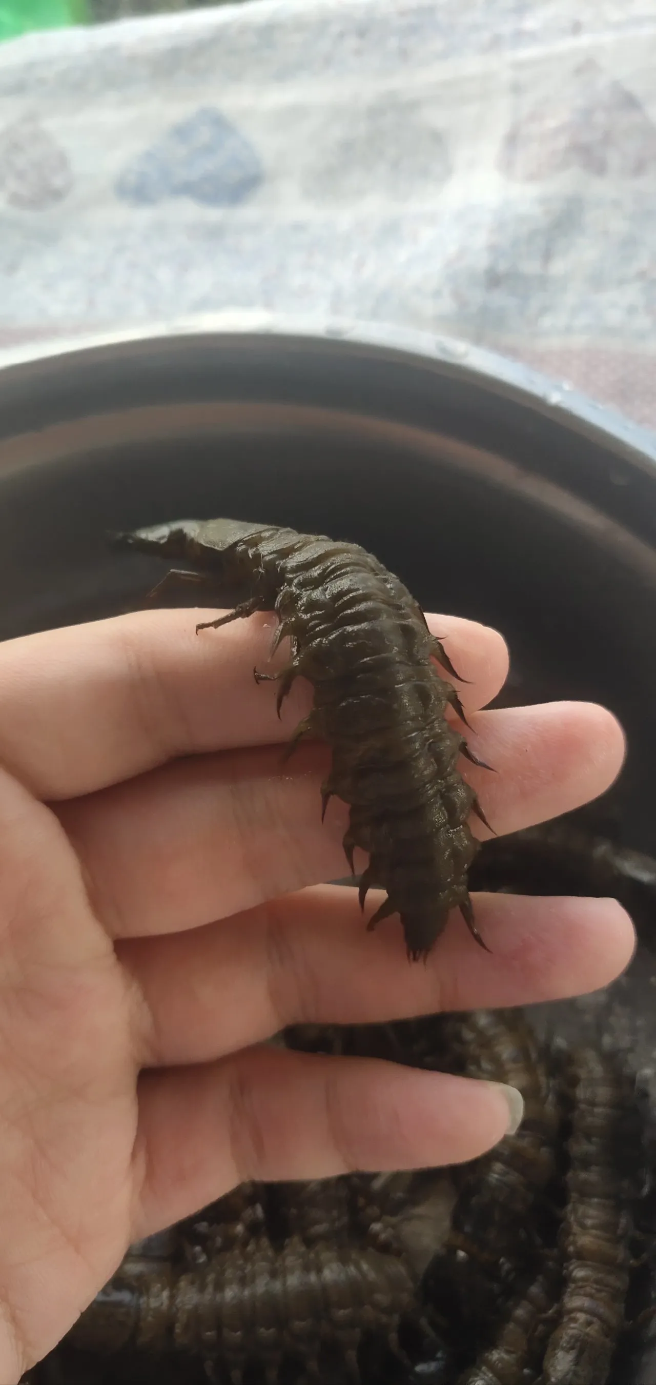 【兔子百科与厨房】之水质检测器巨齿蛉，可食用