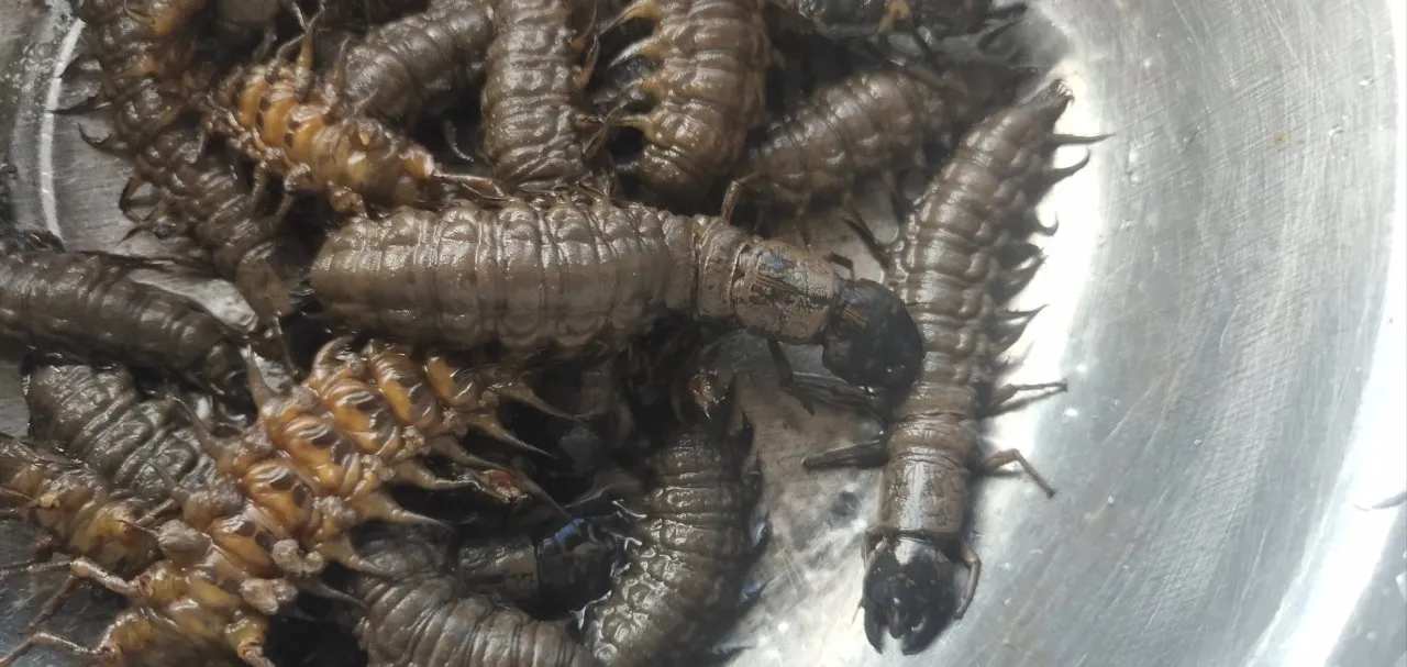 【兔子百科与厨房】之水质检测器巨齿蛉，可食用
