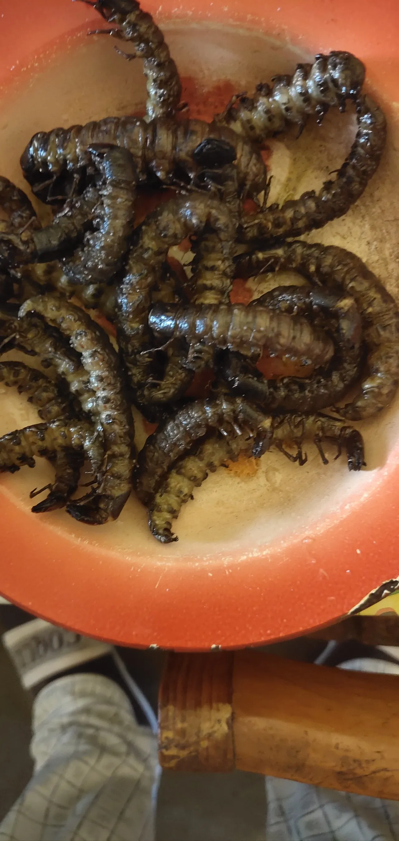 【兔子百科与厨房】之水质检测器巨齿蛉，可食用
