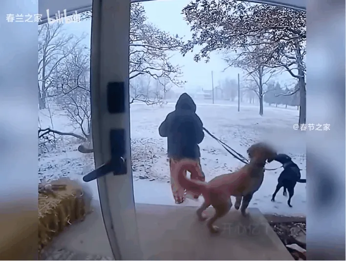 谁玩谁是狗？人被狗遛到破防是种什么体验