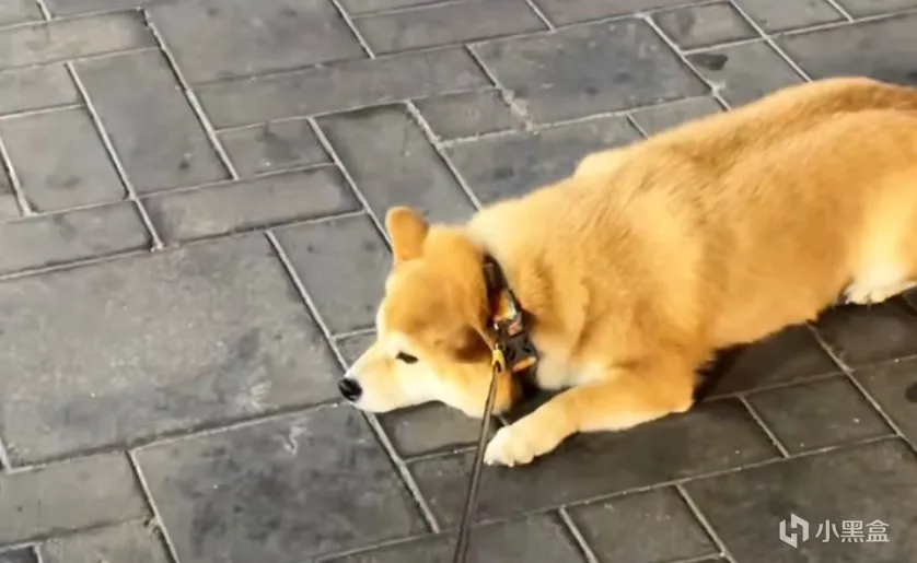谁玩谁是狗？人被狗遛到破防是种什么体验