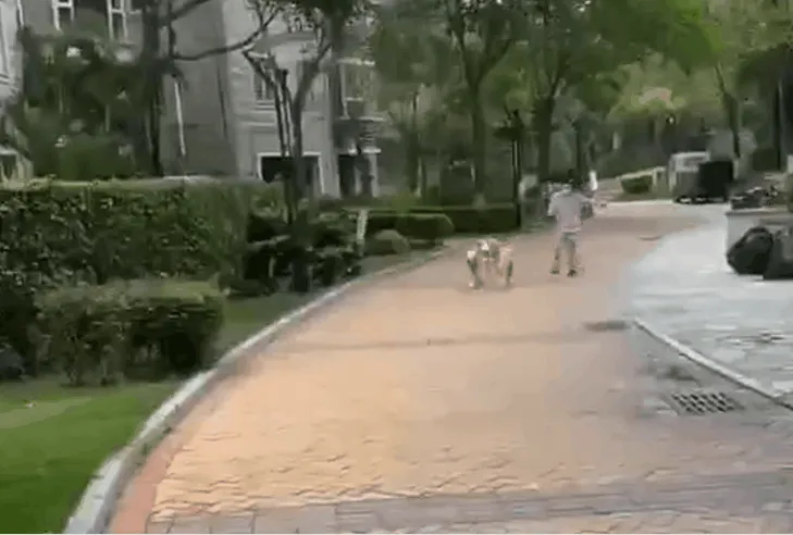 谁玩谁是狗？人被狗遛到破防是种什么体验