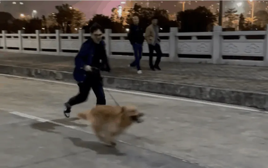 谁玩谁是狗？人被狗遛到破防是种什么体验