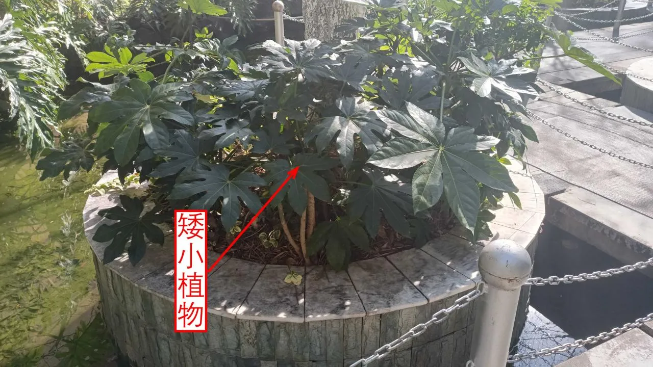 记忆宫殿实践~高中单词300+