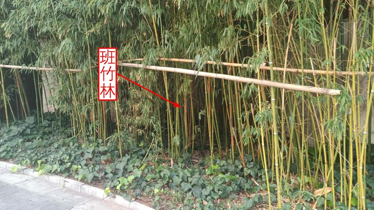 记忆宫殿实践~高中单词300+