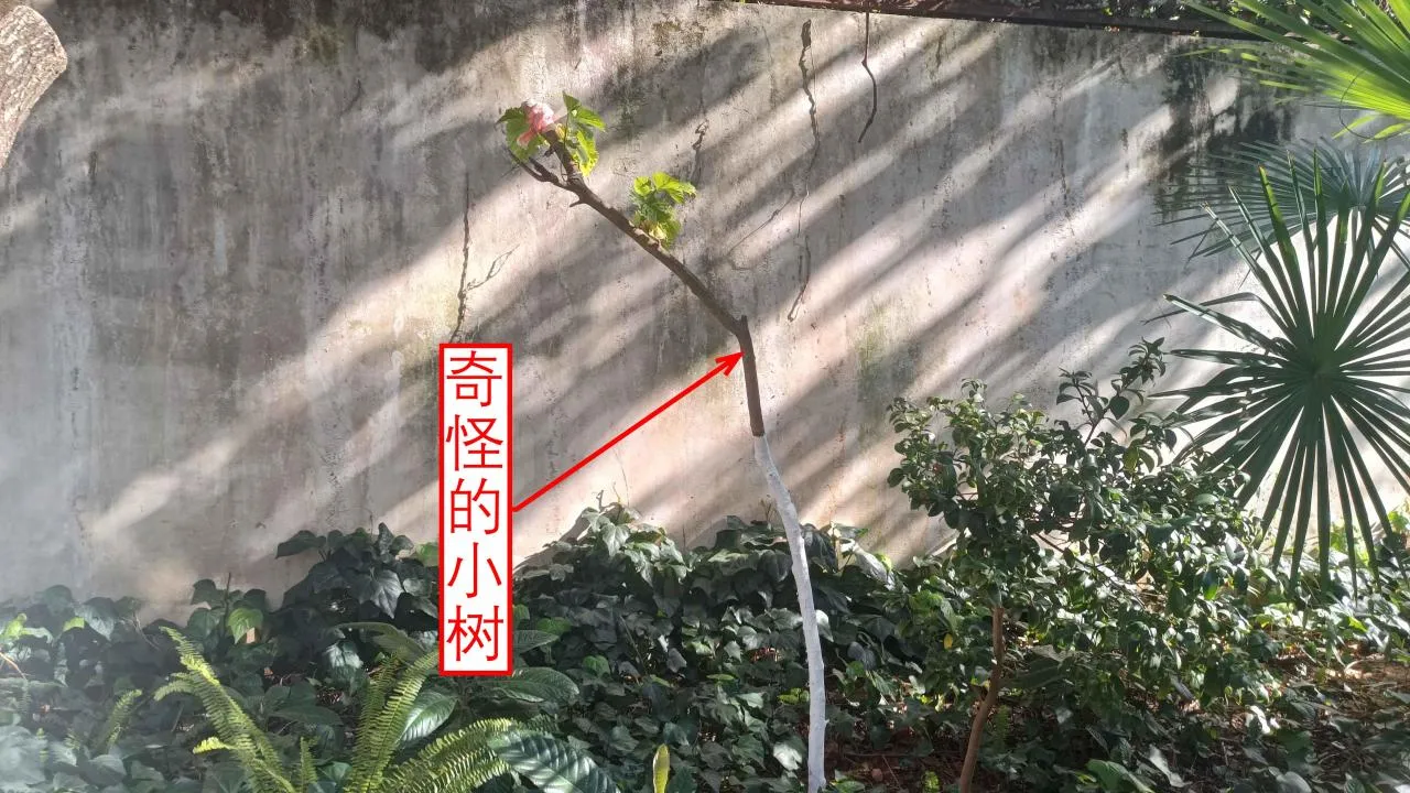 记忆宫殿实践~高中单词300+